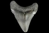 Juvenile Megalodon Tooth - Georgia #101417-1